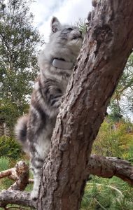 Katt med GPS i träd
