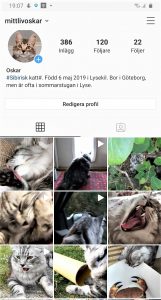 Katten Oskar på instagram