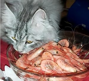 Katten Oskar gillar räkor