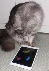 Katt leker med Ipad