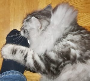 katt leker med fot