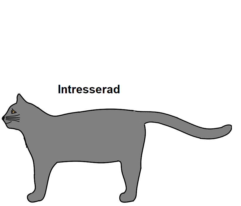 kattens kroppsspråk - kattsvansen-visar-känslor.---rörlig-bild