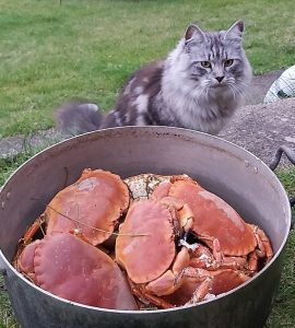Katten Oskar tycker att krabba är riktiga godbitar