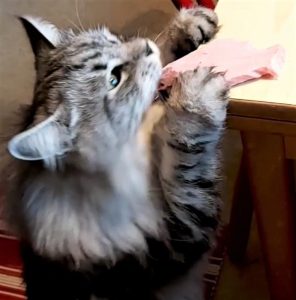 katt äter skinka en stor godbit