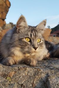 grå katt i berget - kattporträtt