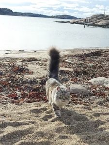 grå katt på strand