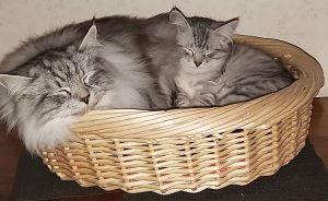 gråa katter sover tillsammans